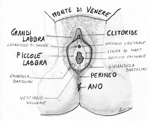 Perché il dorso in una vita fa male non cè mensilmente